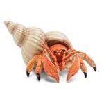 Descubre el Sabor del Cangrejo Azul Cocinado: Análisis de los Mejores Productos para tu Paella Perfecta